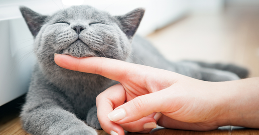 The Complete Guide to Daily Pet Care: Keep Your Pet Healthy, Happy, and Safe