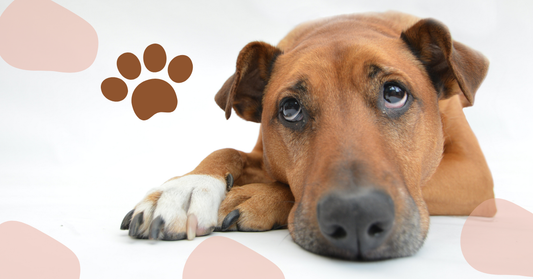 Pet Care Mistakes Many Owners Make And How You Can Avoid Them